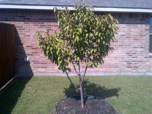 The Perfect 5 Tips for Pruning Kwanzan Cherry