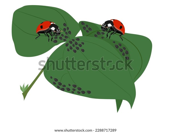 5 Effective Ladybird Strategies for Aphid Control