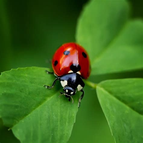 Ladybug Allergy: Understanding the Rash