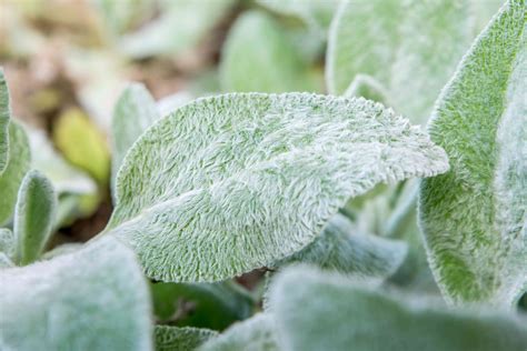 Lamb S Ear Plant Care Growing Guide Lamb S Ear Plant Care Growing Guide