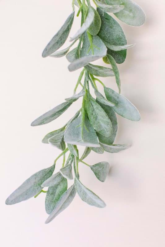 5 Easy Steps to Encourage Lamb's Ear Blooms 5 Easy Steps to Encourage Lamb's Ear Blooms