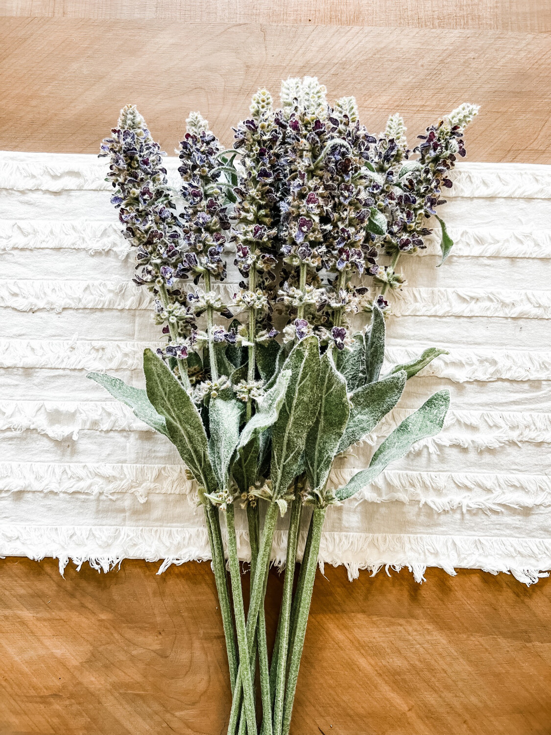 5 Tips: Lambs Ear Care Guide