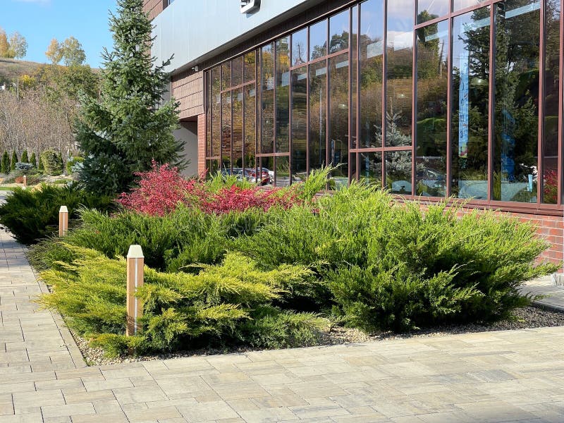 5 Ways to Landscape with Juniper