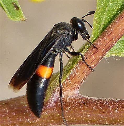 Large Black Wasp With Two Yellow Stripes It S Red Yellow And Black Large Black Wasp With Two Yellow Stripes It S Red Yellow And Black
