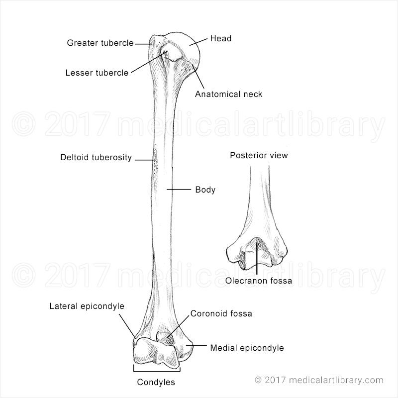 5 Ways To Identify The Largest Bone
