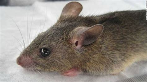 Unveiling the Lassa Virus Mystery in Iowa