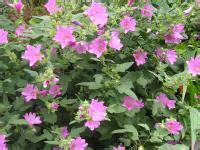 Lavatera Pruning Care And Growing Tips Plantadvice Co Uk Lavatera Pruning Care And Growing Tips Plantadvice Co Uk