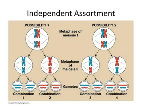 Unveiling the Mystery of Independent Assortment