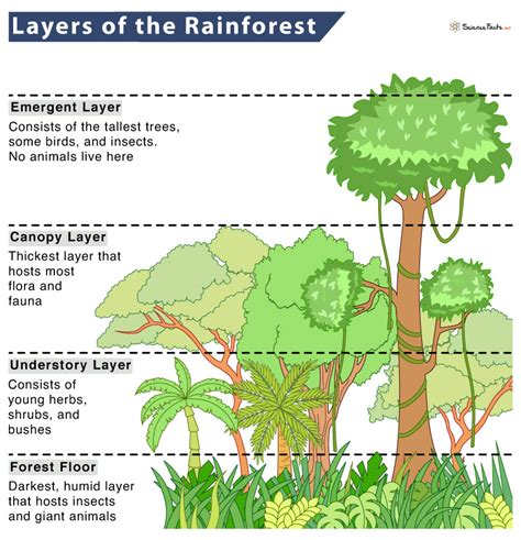 The Rainforest's Layers: Unveiling 6 Secrets