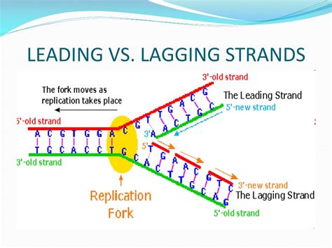 Unraveling the DNA Mystery: Leading vs Lagging