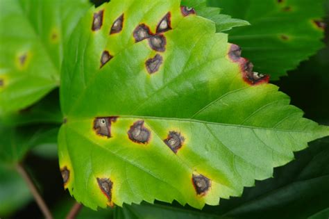 How to Prevent Leaf Spot Disease