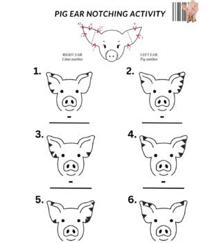 Learning To Pig Ear Notch Packet By Corn Popping Fun Agriculture Learning To Pig Ear Notch Packet By Corn Popping Fun Agriculture