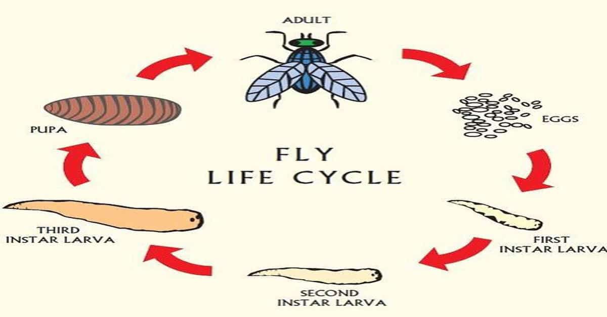 The Cranefly's Life: A 4-Stage Journey