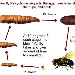 Life Cycle Of A Blowfly Source Cleveland Museum Of Natural History Download Scientific Diagram Life Cycle Of A Blowfly Source Cleveland Museum Of Natural History Download Scientific Diagram
