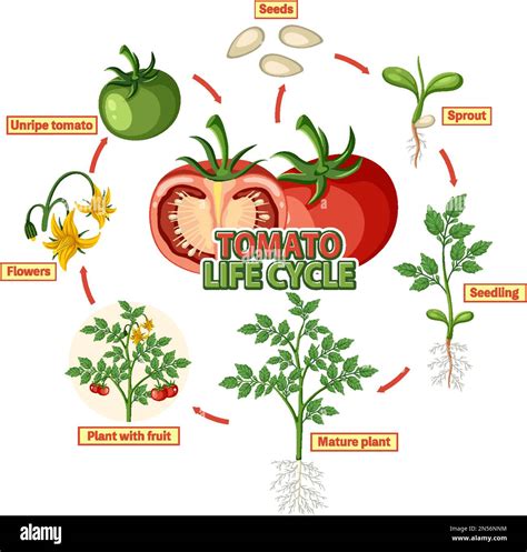 The Ultimate Guide to Tomato Life Cycles