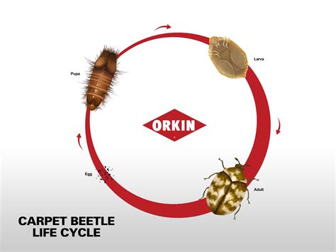 The Carpet Beetle Lifecycle: A 4-Step Guide