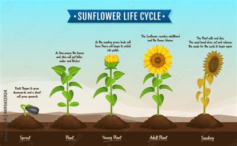 How Long Do Sunflowers Live?