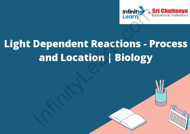 Light Dependent Reactions Process And Location Biology Infinity Light Dependent Reactions Process And Location Biology Infinity