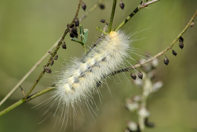 6 Facts About Light Yellow Caterpillars