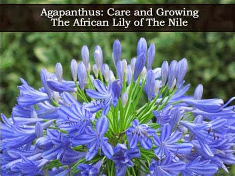 5 Easy Steps for Lily of the Nile Care