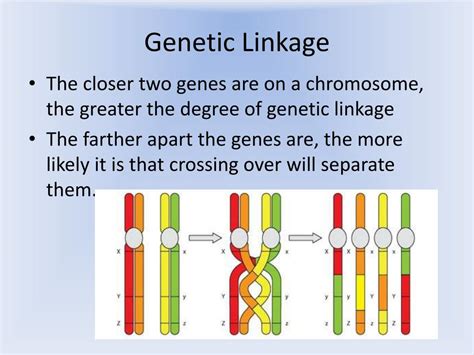 Unveiling the Secrets of Linked Genes