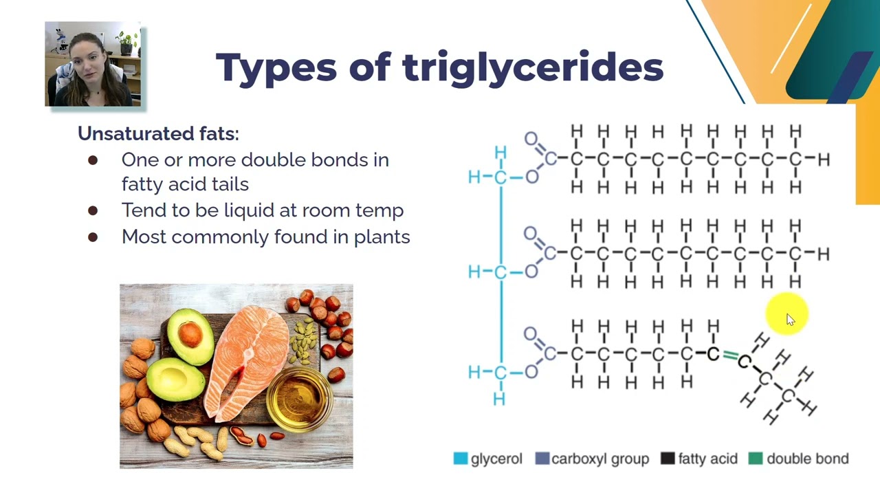 Lipids Part 1 Triglyceride Structure Function Youtube Lipids Part 1 Triglyceride Structure Function Youtube