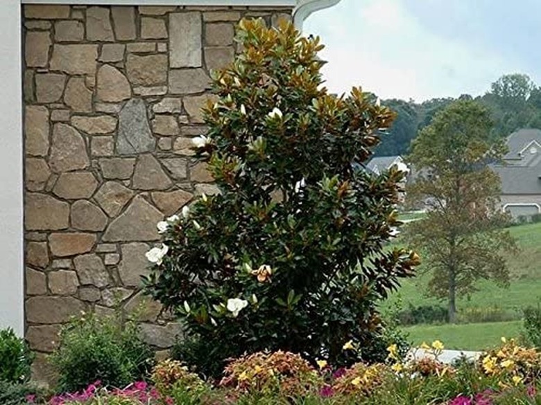 The Ultimate Guide: Fertilizing Little Gem Magnolias