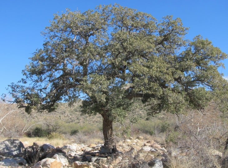 Live Oak Trees: Arizona's Green Guardians