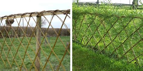 Living Fence Willow How To Make A Living Fence For Your Garden Step By Living Fence Willow How To Make A Living Fence For Your Garden Step By