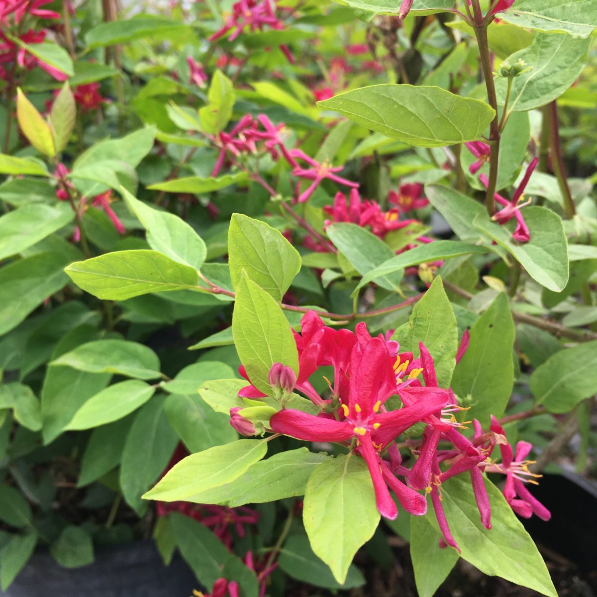 5 Steps to Growing Lonicera Arnold Red 5 Steps to Growing Lonicera Arnold Red