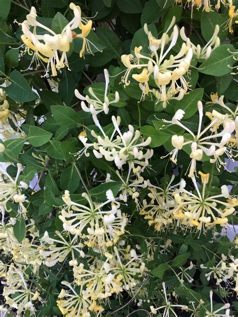 Lonicera Periclymenum Scentsation Picturethis Lonicera Periclymenum Scentsation Picturethis