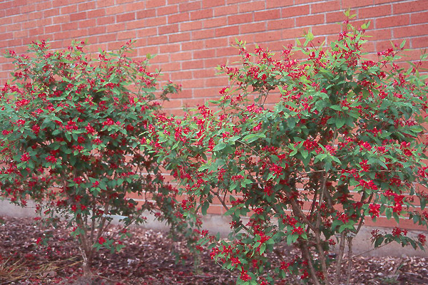 Lonicera Tatarica Arnold Red Landscape Plants Oregon State University Lonicera Tatarica Arnold Red Landscape Plants Oregon State University