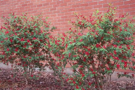 Lonicera Tatarica Arnold Red Tat R Lonc Lonicera Tatarica Arnold Red Tat R Lonc