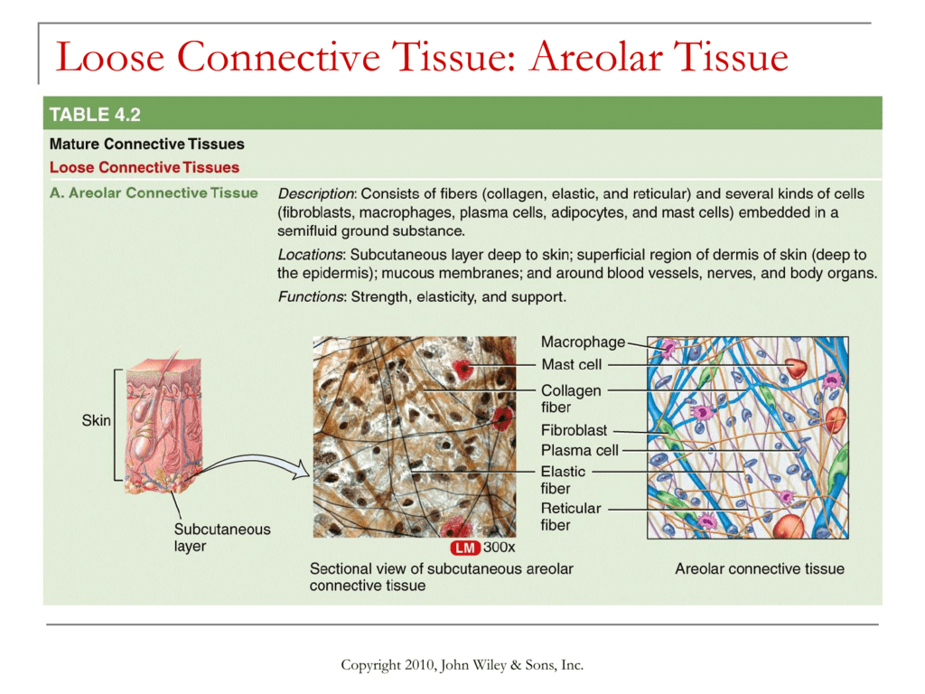Loose Connective Areolar Tissue Areolar And Loose Connective Tissue Loose Connective Areolar Tissue Areolar And Loose Connective Tissue
