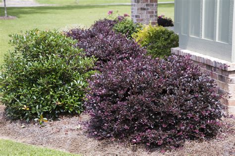 The Purple Diamond Shrub: Unveiled