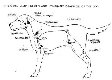 Understanding Dog Lymph Nodes: A Comprehensive Guide