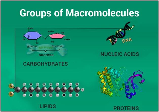 Macromolecule Notes Biology Notes Sb1c Ppt Download Macromolecule Notes Biology Notes Sb1c Ppt Download
