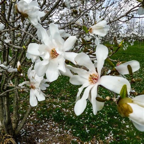 Exploring Merrill's Magnolia Drive: 5 Tips