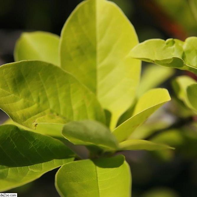 5 Steps to Growing Merrill's Magnolia