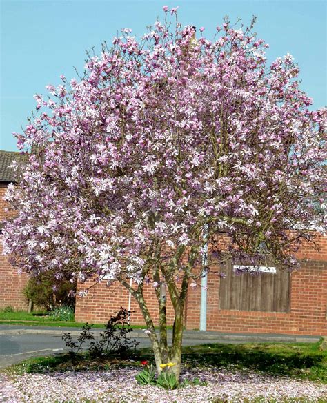 The Ultimate Guide to Magnolia x loebneri
