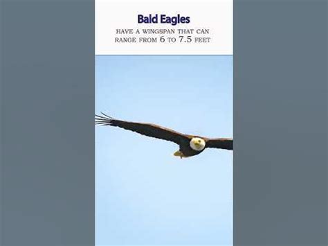 Majestic Wingspan The Impressive Size Of Bald Eagles North America S