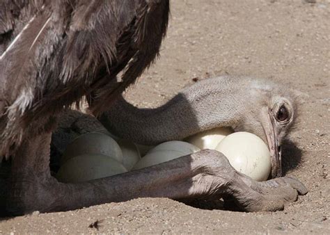 Discover the Egg-Laying Mammals