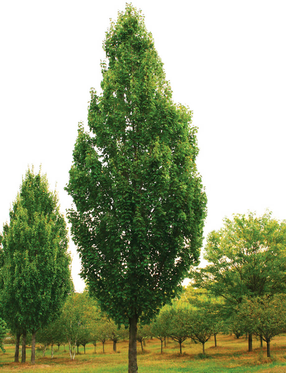 Shade-Loving Maple Trees: A Guide