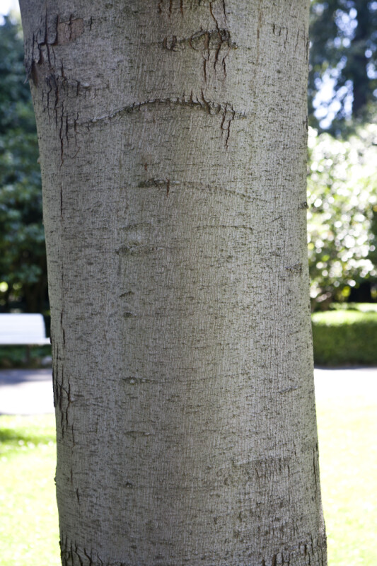 5 Ways: Maple Bark Care 5 Ways: Maple Bark Care