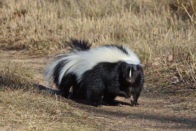 March Nature Almanac Calm Fearless Skunks Grow More Aggressive During March Nature Almanac Calm Fearless Skunks Grow More Aggressive During