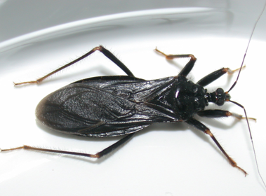 Unveiling the Secrets of Masked Hunter Bugs