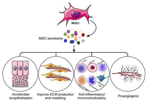 Mesenchymal Stem Cells: Unlocking Regenerative Power