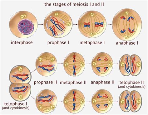 Unveiling the Secrets of Meiosis I Metaphase