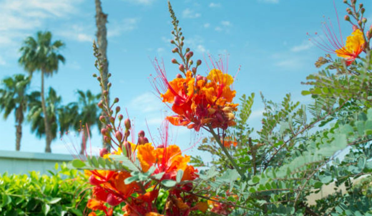 Unveiling the Mystery: Mexican Bird of Paradise Seed