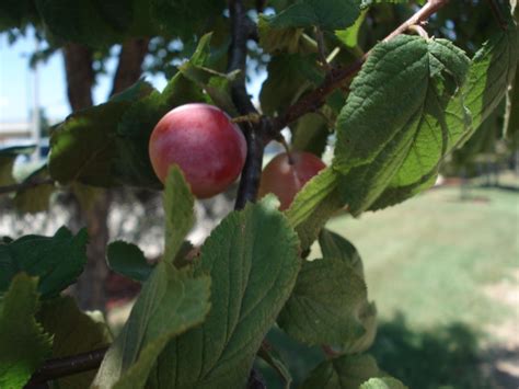 5 Facts About Mexican Plum Tree Leaves 5 Facts About Mexican Plum Tree Leaves